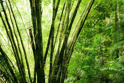 Bamboo Forest In Green Colors Stock Image Colourbox