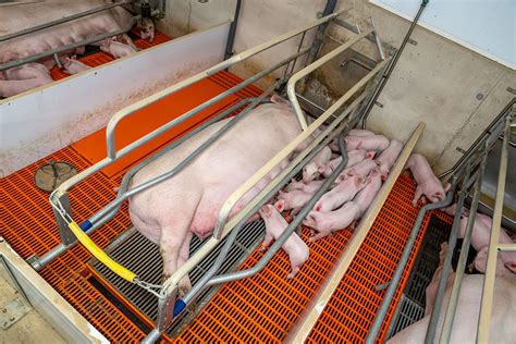 How To Make Sows More Prolific Pig Progress