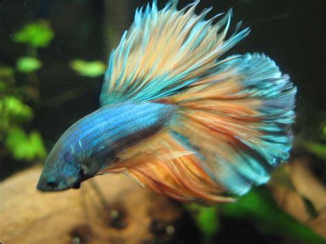 Individual betta (fighting fish) lots will be posted in this section for purchase to enable quick & easy selection of your dream fish. mustard gas betta fish - Google Search | Betta Fish ...
