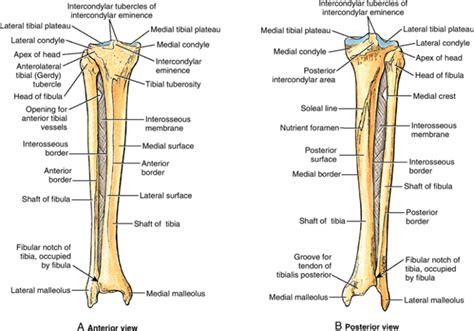 Tibia Anatomy Bony Landmarks And Muscle Attachment How To Relief