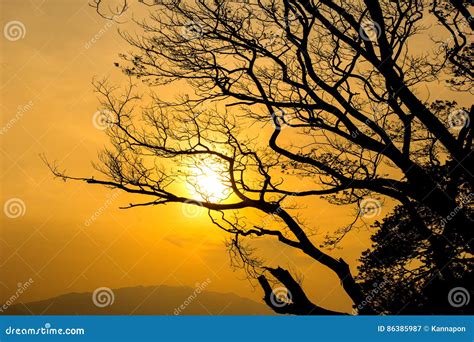 Sunset Silhouette With Tree Stock Image Image Of Botanic Meadow