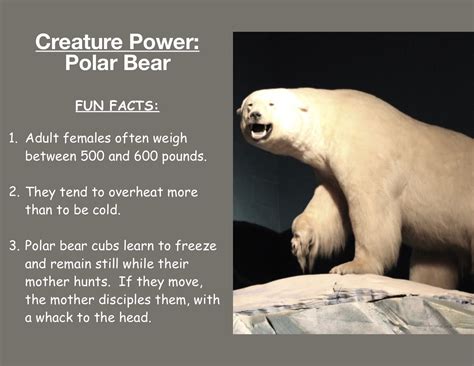 Animal photos taken at the museum prior to party, kids had a scavenger