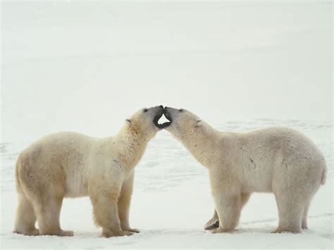 Polar Bears Animals Wallpaper 13129726 Fanpop
