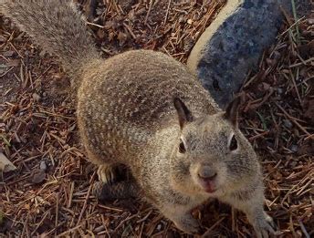 Hearts pest management is the 1st ecowisecertified company in southern california. Ground Squirrel Control Los Angeles - East LA Ground ...