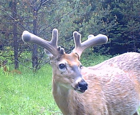 Bucks Already Shaping Up Their Antlers The Spokesman Review