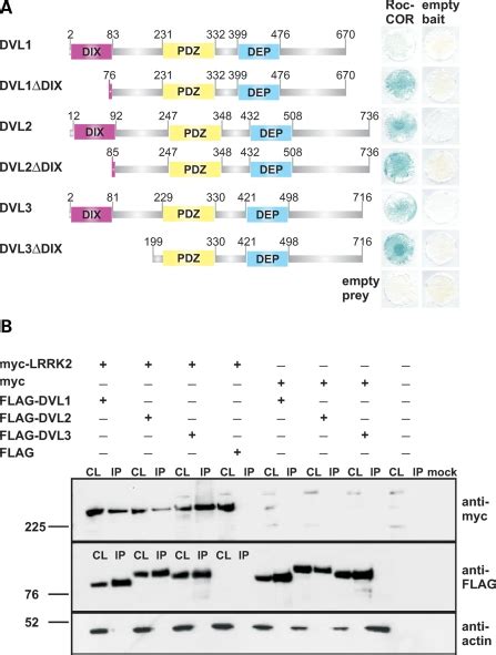 The Lrrk Roc Cor Tandem Domain Interacts With Dishevelled Proteins