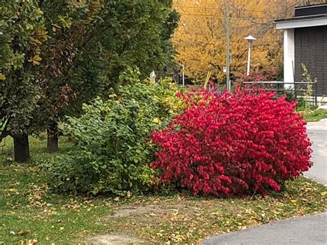 This amazingly red bush that used to be green. : pics