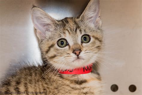 Cat For Adoption Near Me The W Guide