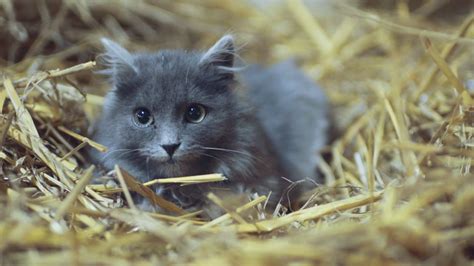 A Cute Gray Kitten With Green Eyes Hides In Stock Footage Sbv 315932722