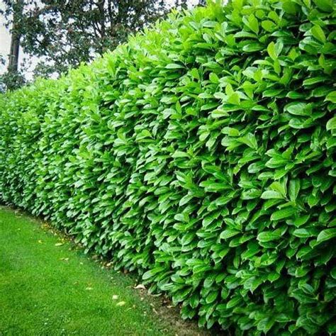 Other desert plants simply stop growing in very dry weather. Add Privacy to Your Garden or Yard with Plants - Amazing ...