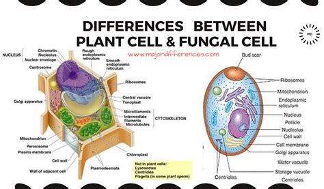 Check spelling or type a new query. 5 Differences between Plant cell and Fungal cell | Major ...