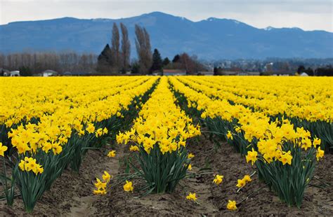 Skagit Valley Daffodils The First Sign Of Spring Near Seattle