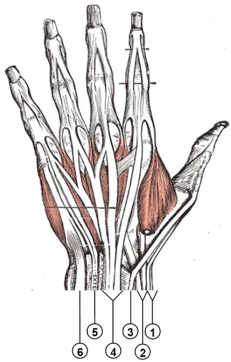 Extensor Tendon Compartments Of The Wrist Wikipedia