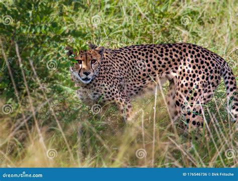 A Cheetah Is Standing In The Savannah Grass Near A Major Road Through