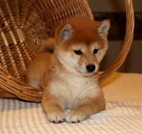 Maybe you would like to learn more about one of these? Adorable Shiba Inu Puppies for sale Offer