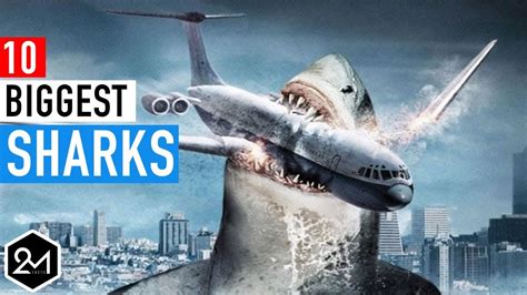 Top 10 Biggest Sharks In The World Ever Recorded Youtube