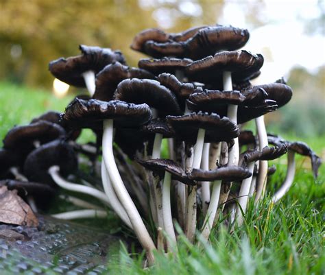 Albums 94 Wallpaper Pictures Of Edible Mushrooms In Louisiana Sharp 10