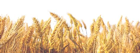 Wheat Field Clipart Png
