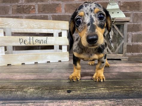 Find local dachshund in dogs and puppies in the uk and ireland. Dachshund-DOG-Female-Silver-2804939-Petland Knoxville
