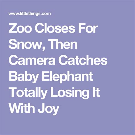 Zoo Closes For Snow Then Camera Catches Baby Elephant Totally Losing