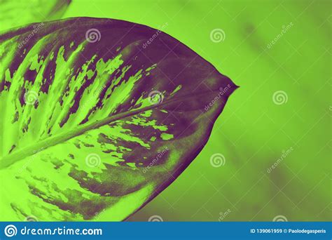 Leaf Of An Exotic Plant In Duotone For Very Colorful Modern And Trendy