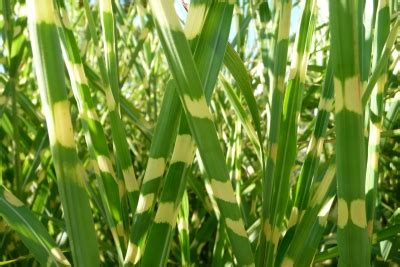 Ein hochwüchsiges gras will im garten von allen seiten bewundert werden, ist also bestens geeignet für die solitärstellung. Gräser schneiden - Unsere Tipps - Gartentipps.com - Tipps ...