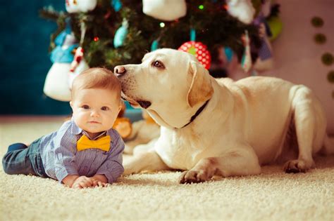 犬が人間の赤ちゃんを守ろうとする4つの理由 わんちゃんホンポ