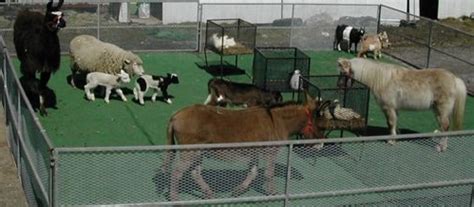 Our petting zoo is different. Petting Zoos - ABC Pony and Farm Animals
