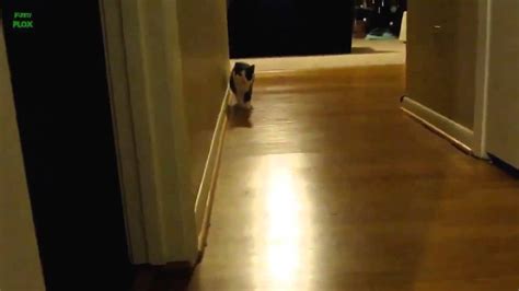 Ultimate Funny Stalking Cat Katzen Video Compilation Hd Youtube