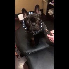 Fan page for frenchie enthusiasts who own, love, want, or admire frenchies. Idea by Deborah Newton on Need a LAUGH? | French bulldog ...