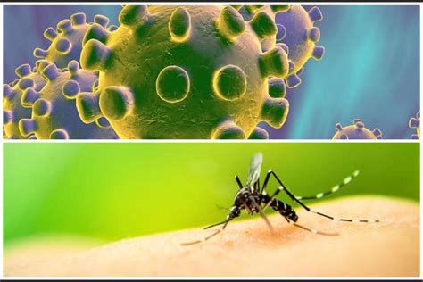 ¿cómo Diferenciar Los Síntomas Del Covid 19 Y Del Dengue
