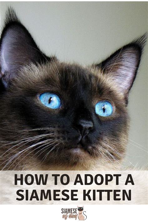 Siamese cats have fascinated people around the world ever since they were first officially exported from siam, now known as thailand, in the late 1800s. How to Adopt a Siamese kitten | Siamese of day in 2020 ...