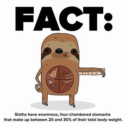 Sloths Sloth Facts Stomach Stuff Animated Human