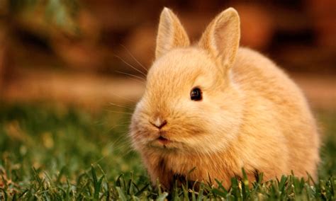 Cute Rabbit Hd Wallpapers Hd Wallpapers High Definition Free