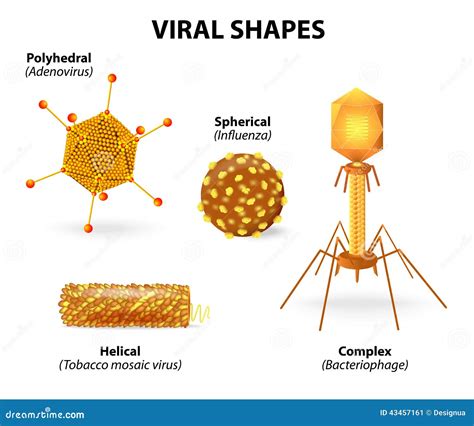 Shapes Of Viruses Stock Vector Image 43457161