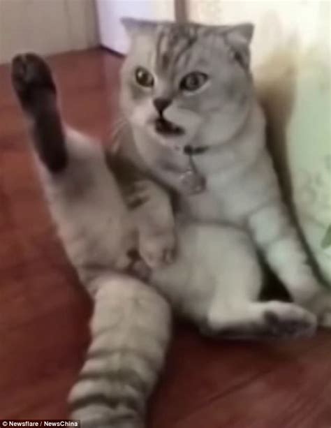 Chinese Cat Realises Its Just Been Neutered In Funny Video Daily Mail