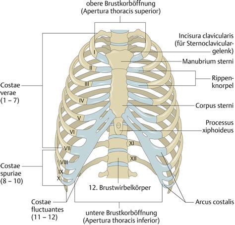 Wie hochpreisig ist thieme anatomie? Brustwand: Knochen und Gelenke - via medici: leichter ...