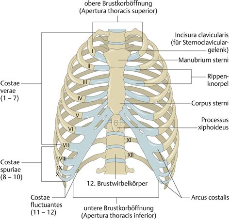 3 primary works • 5 total works. Brustwand: Knochen und Gelenke - via medici: leichter ...