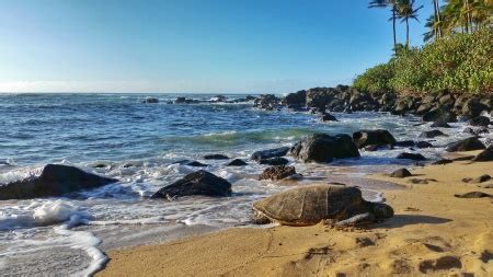 Where To See Turtles In Oahu Best Time To See Turtles Waikiki