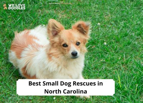 8 Best Small Dog Rescues In North Carolina 2023 We Love Doodles