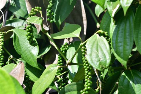 How Does Black Pepper Grow Top Tips For Success