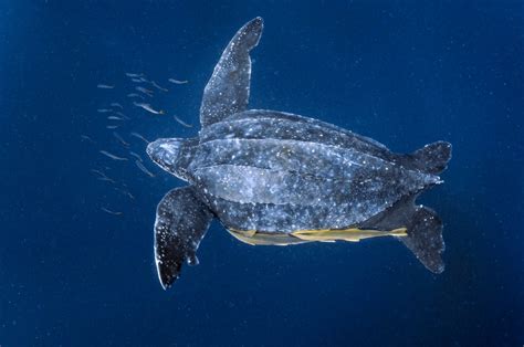 Leatherback Turtle Nat Geo Photo Of The Day