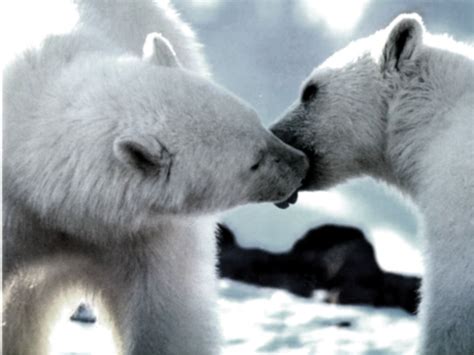 Funny Animals Funny Pictures Baby Polar Bear Wallpapers 2012
