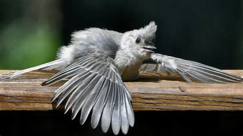 Why Do Birds Fluff Up Their Feathers Birdwatching Buzz