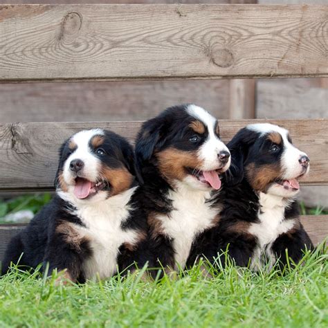 These Pictures Of Bernese Mountain Dog Puppies Lead