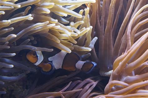 Anemones Sea Underwater · Free Photo On Pixabay