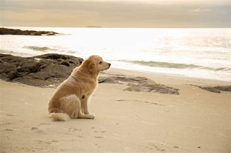 Premium Photo Golden Dog Sitting On The Beach At Sunset