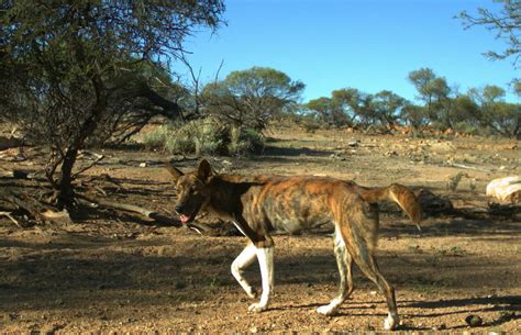 Western Australian Wild Dog Action Plan 2016 2021 Agriculture And Food