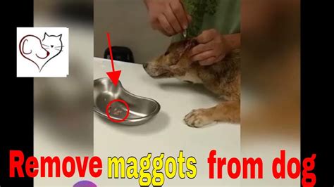 Remove Maggots From Dog Youtube