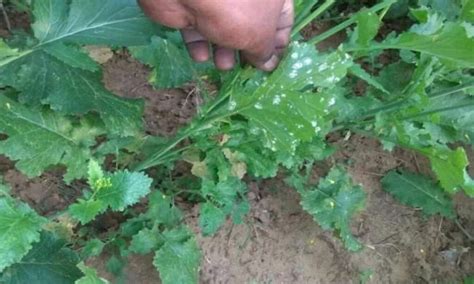 White Stem Rot Disease Mustard सरसों की फसल में फैल रहा सफेद तना व जड़